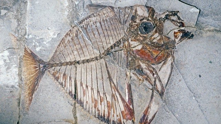 Fossile di Mene rhombea