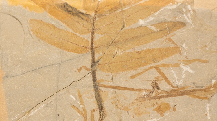 Fossile di Drepanocarpus decam pi, trovato a Bolca