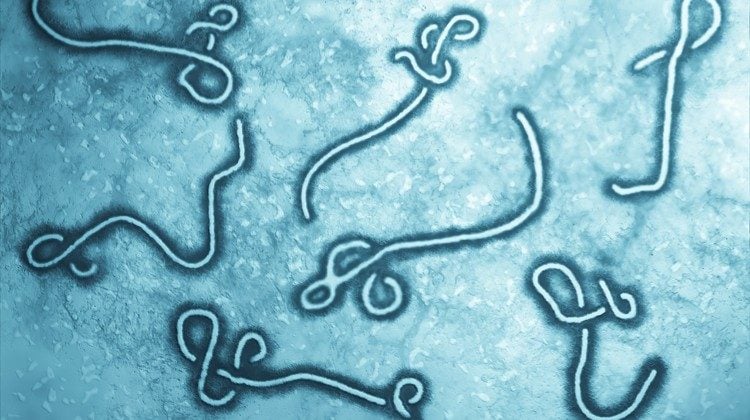 Virus ebola al microscopio lettronico