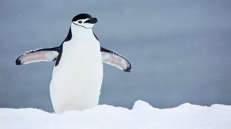 Pinguino del genere pigascelide, Antardite