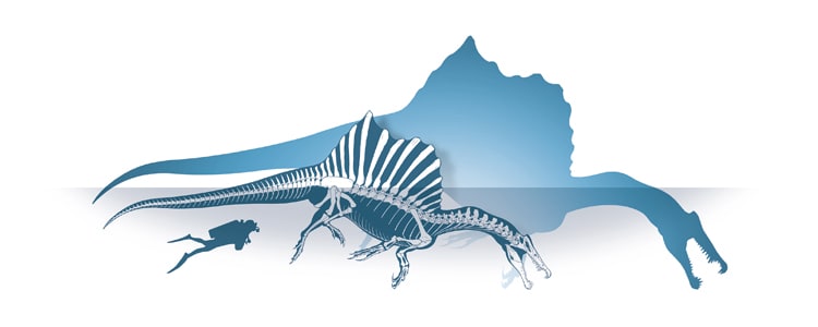 La vela sul dorso dello spinosauro è il tratto distintivo di questo grande dinosauro semiacquatico
