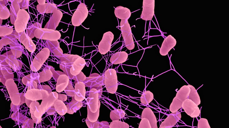  Immagine di Salmonella Enteritidis Bacteria al microscopio