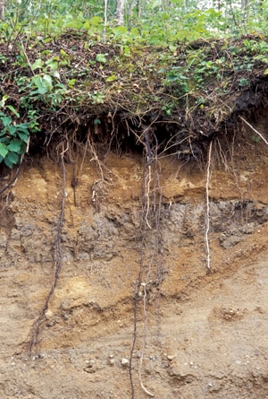 La stratificazione del suolo può essere riprodotta anche in classe con “ricette” ad hoc