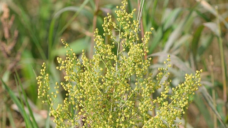 Nelle foglie e nei fiori dell’Artemisia annua si accumula artemisinina, il principio attivo contro la malaria