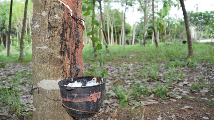 L’Hevea, l’albero che gli indigeni dell’Amazzonia chiamavano “Cahutchu”, che significa legno piangente