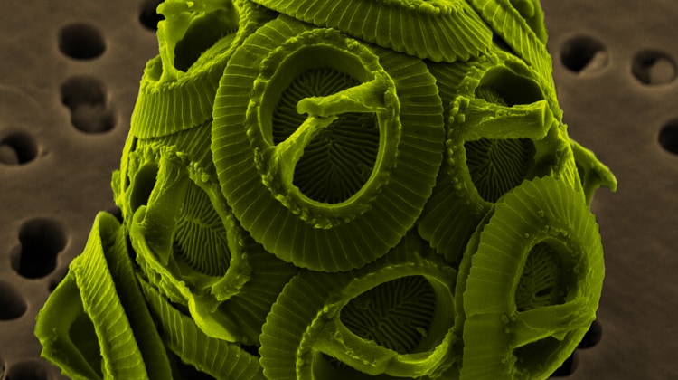 Immagine in falsi colori al microscopio elettronico a scansione di Gephyrocapsa oceanica, con i coccoliti in evidenza