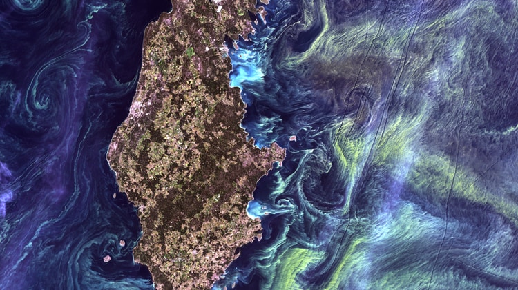 Vista dallo spazio su fioriture di fitoplancton, in particolare di coccolitoforidi, nel Mar Baltico