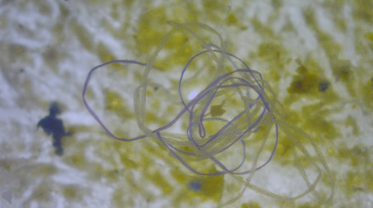 Fibre di microplastica identificate in ambiente marino
