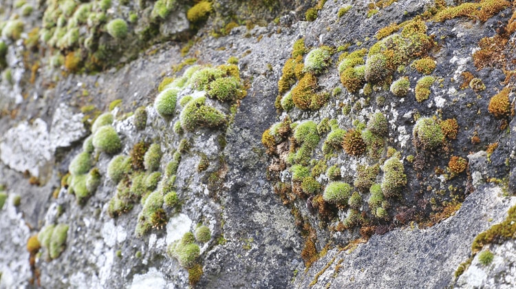 Non tutti i licheni sono ugualmente resistenti, molti non sopravvivono in presenza di smog
