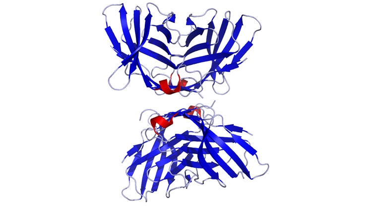 Il CTLA-4 è una proteina in grado di inibire il sistema immunitario