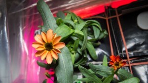Il primo fiore cresciuto nel la serra dal la Stazione spaziale internazionale